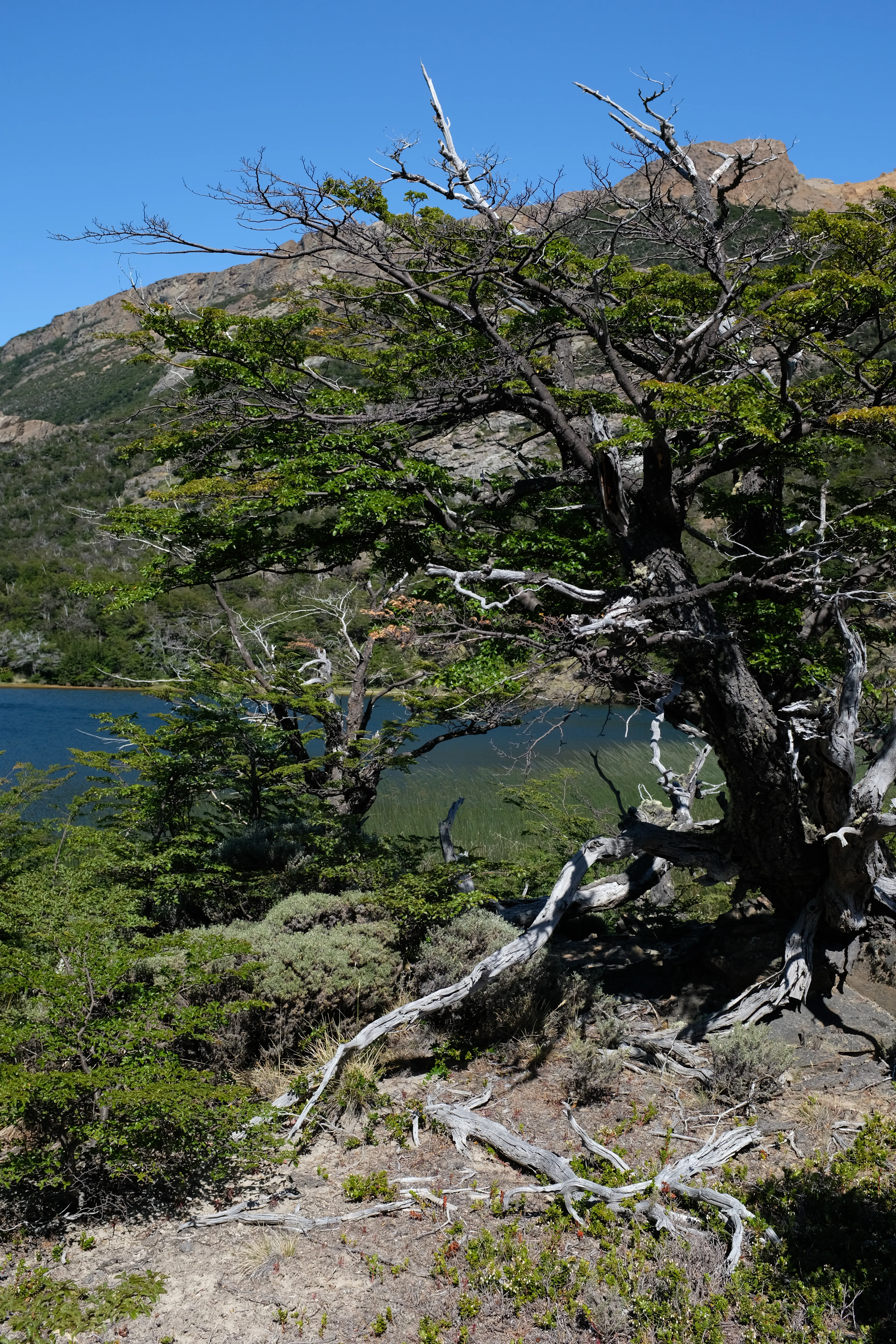 Tras la ruta del Huemul